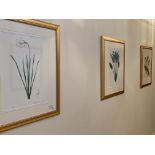 Group of nine gilt framed and glazed botanical prints