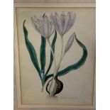 Four gilt framed and glazed botanical prints