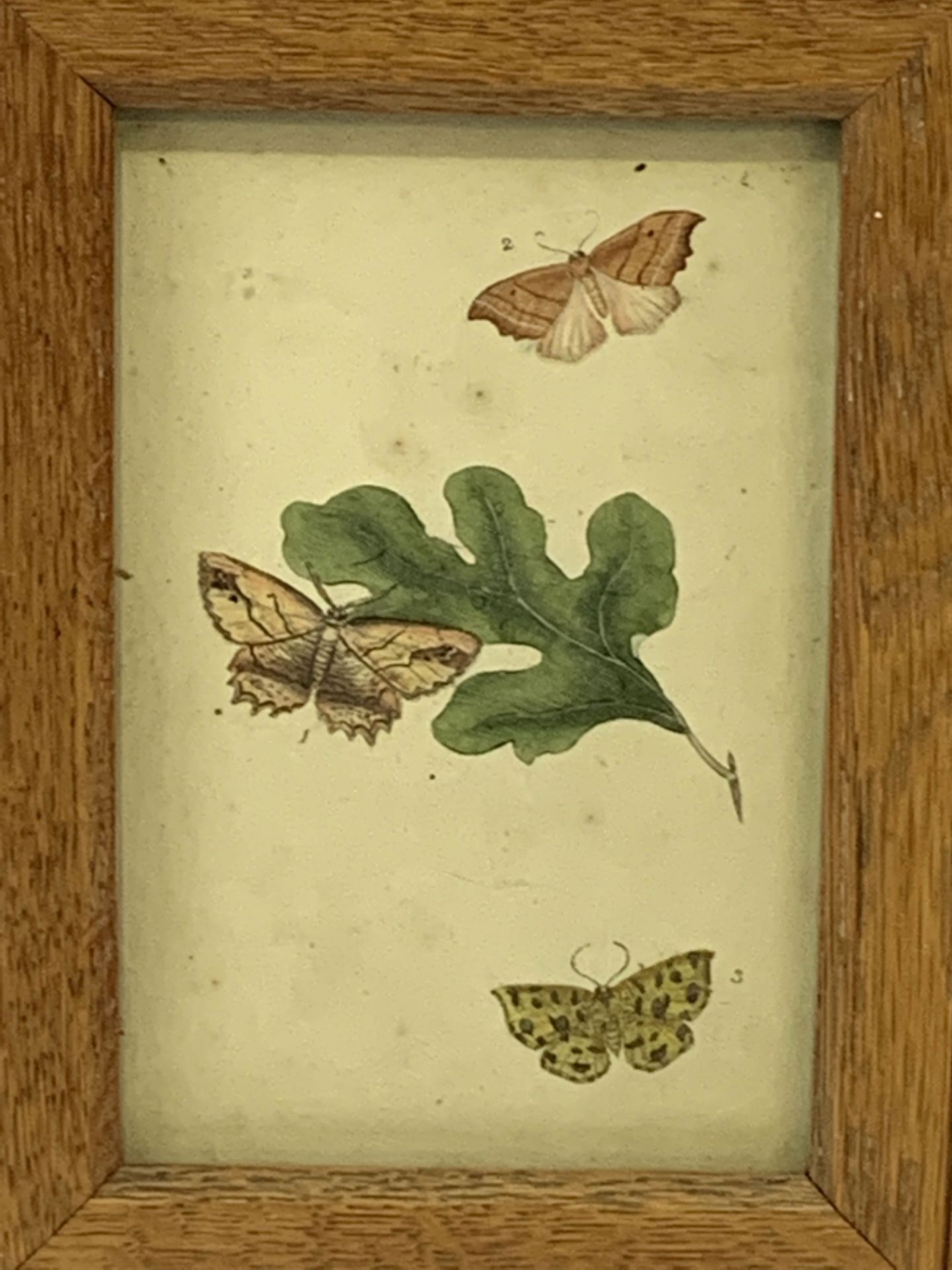 Three small framed and glazed hand coloured prints of birds, and one of butterflies - Image 4 of 4