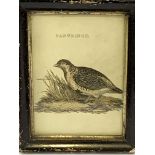 Three small framed and glazed hand coloured prints of birds, and one of butterflies