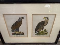 Pair of framed and glazed coloured bird prints, and 2 other prints