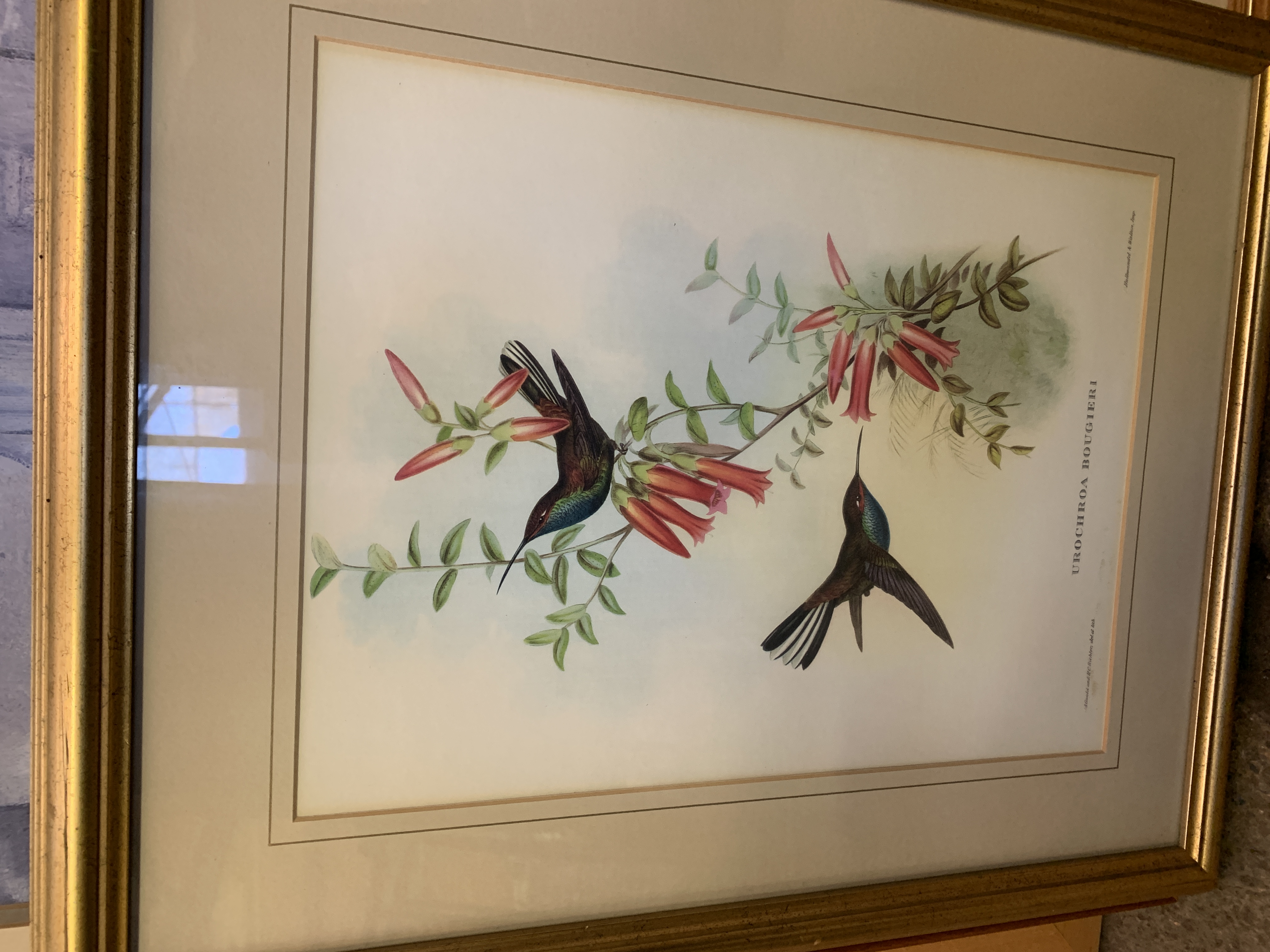 Gilt framed and glazed print of Hummingbirds.