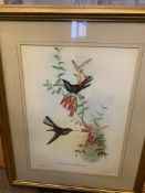 Gilt framed and glazed print of Hummingbirds.