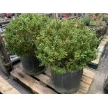 Pair of circular lead effect planters complete with box topiary