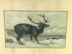 Pair of wood framed and glazed paintings of a stag by Molly Shear, 1910