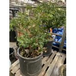 Pair of circular lead effect planters complete with Viburnum plants,