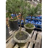 Two concrete circular planters filled with rosemary plants.