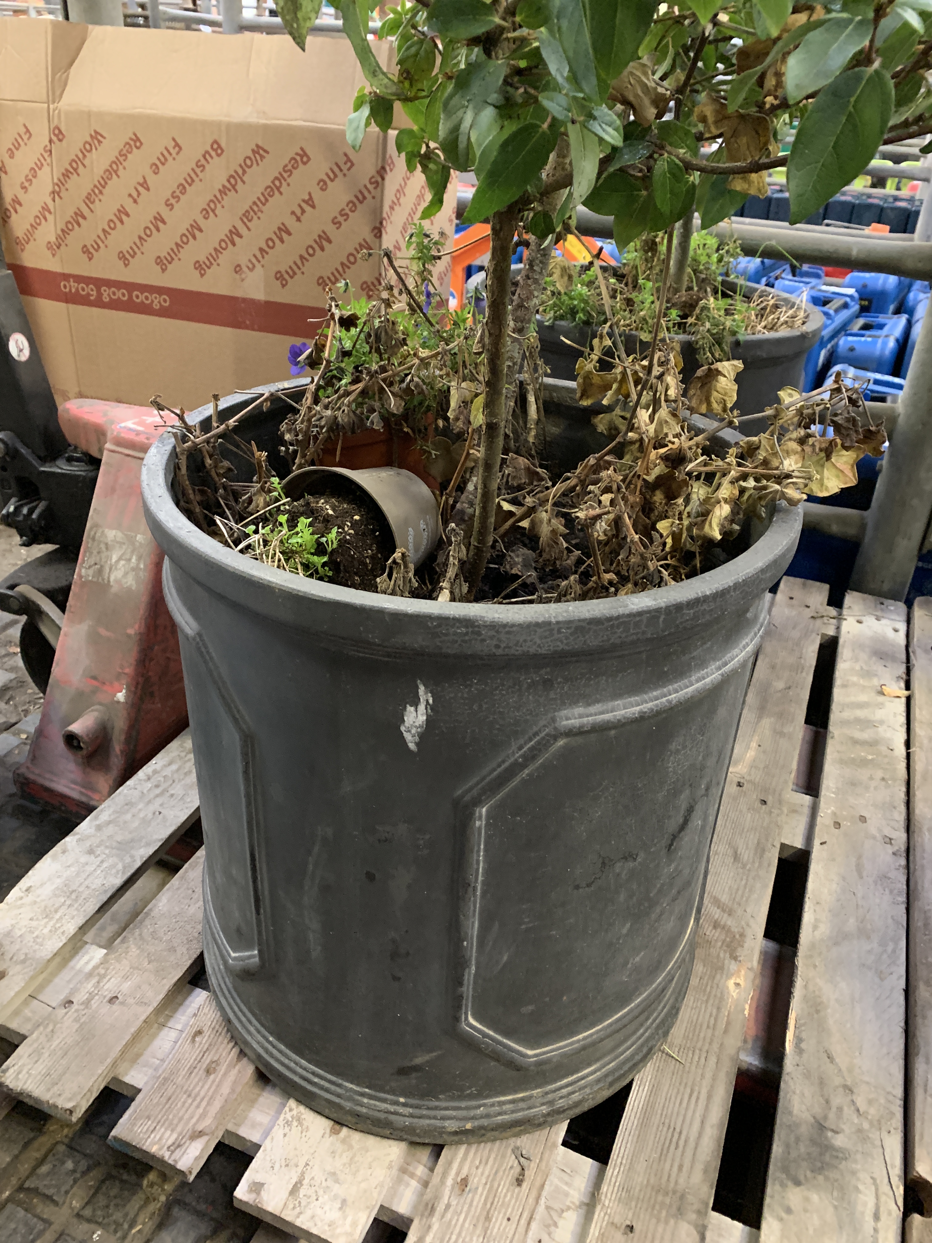 Pair of circular lead effect planters complete with Viburnum plants, - Image 2 of 4