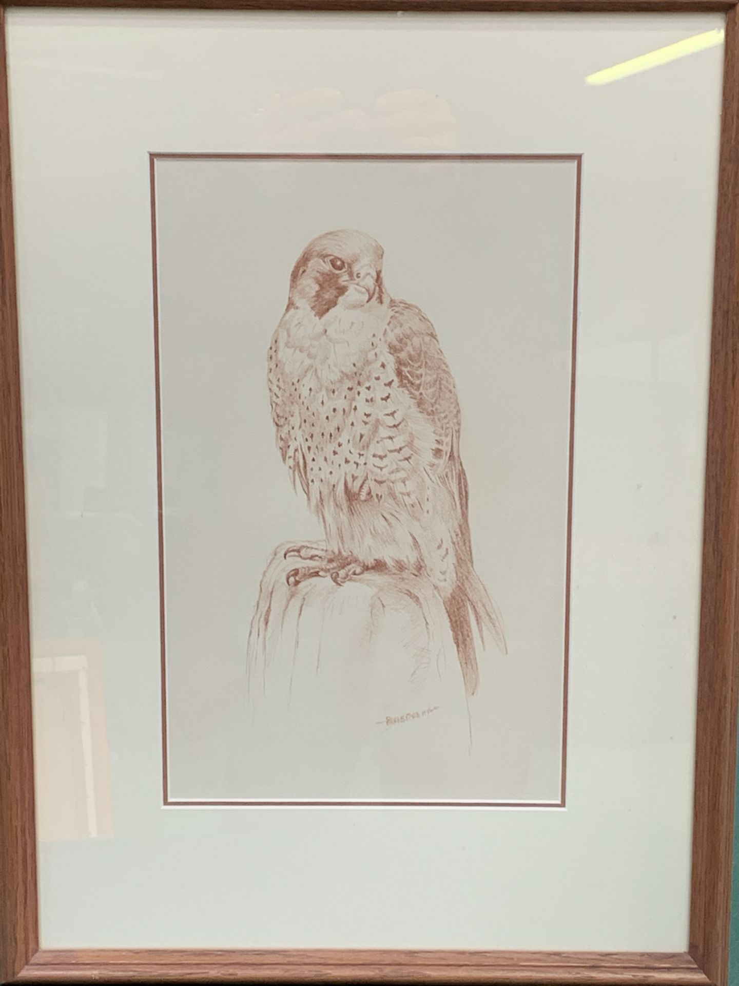 Framed and glazed drawing of a bird of prey, signed Beresford Hill - Image 2 of 2