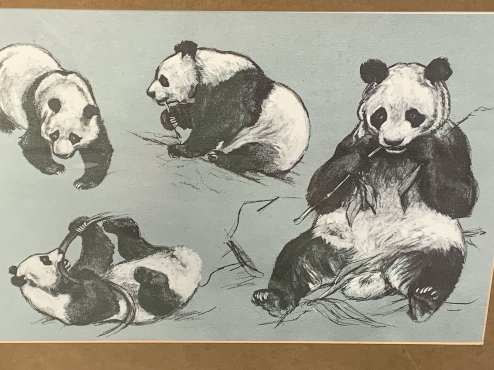 Four framed and glazed animal prints by W Timym - Image 3 of 4