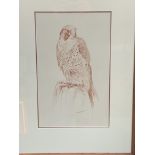 Framed and glazed drawing of a bird of prey, signed Beresford Hill