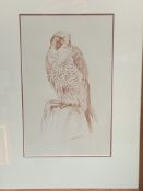 Framed and glazed drawing of a bird of prey, signed Beresford Hill