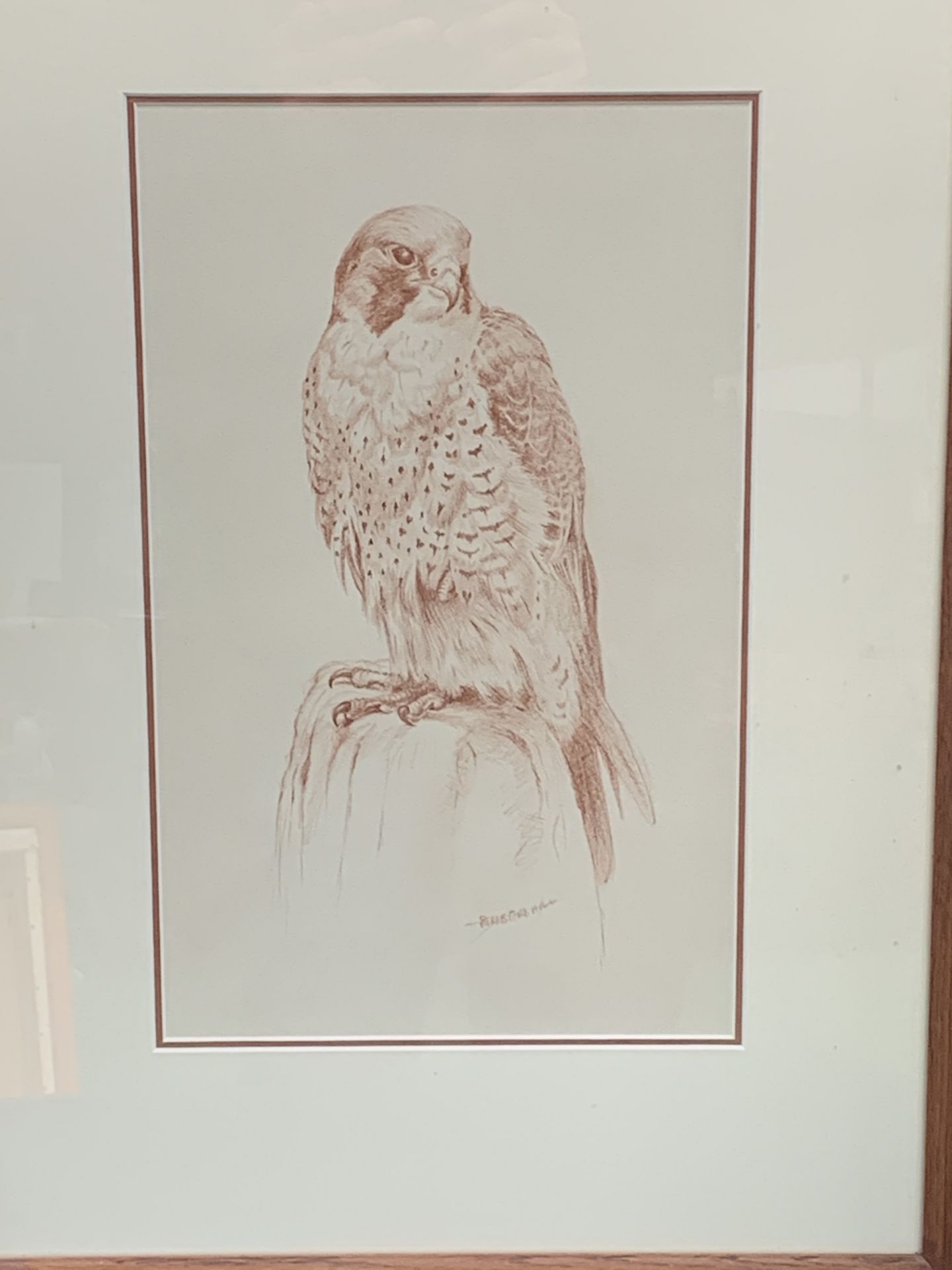 Framed and glazed drawing of a bird of prey, signed Beresford Hill