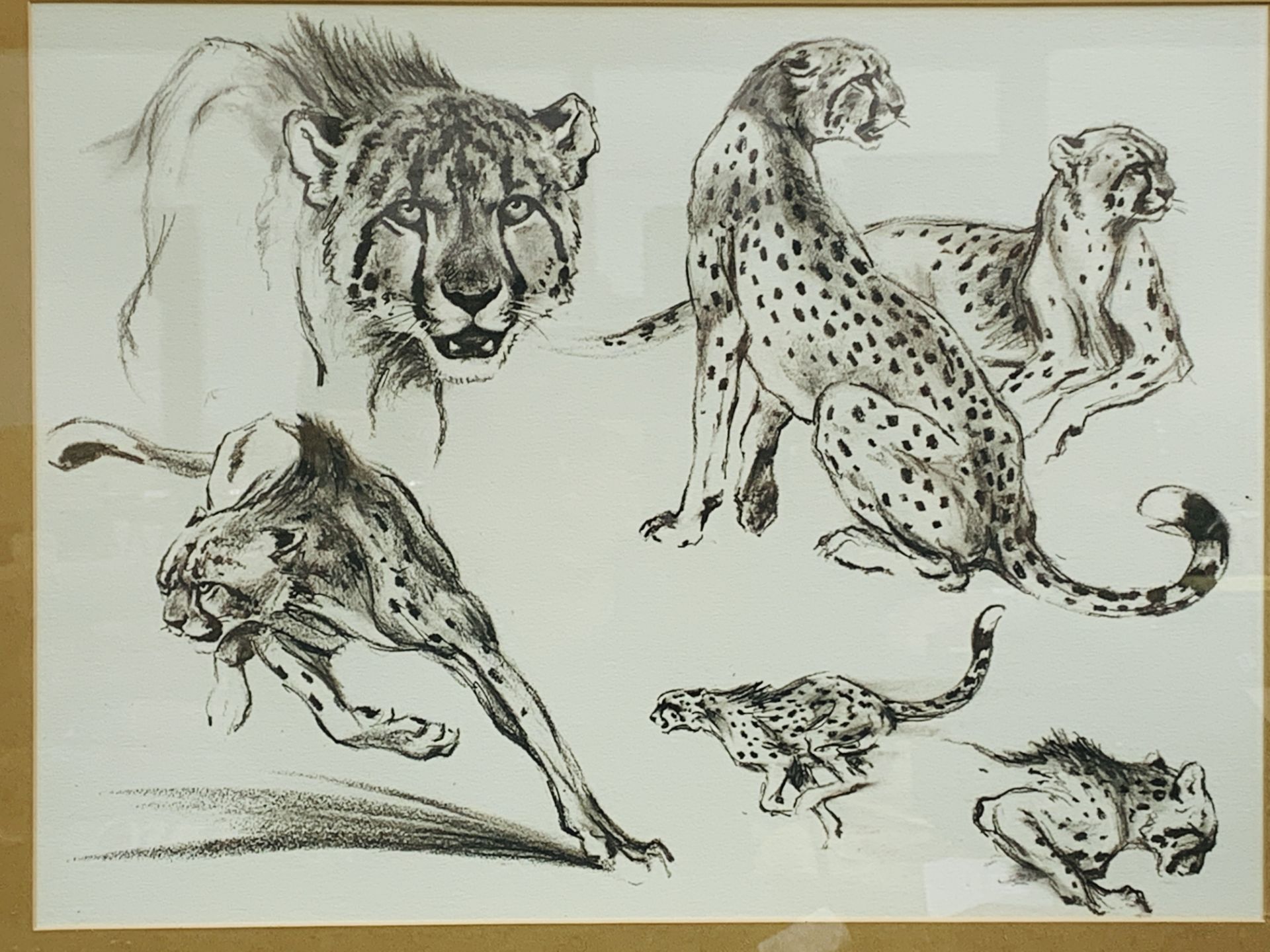 Four framed and glazed animal prints by W Timym - Image 2 of 4