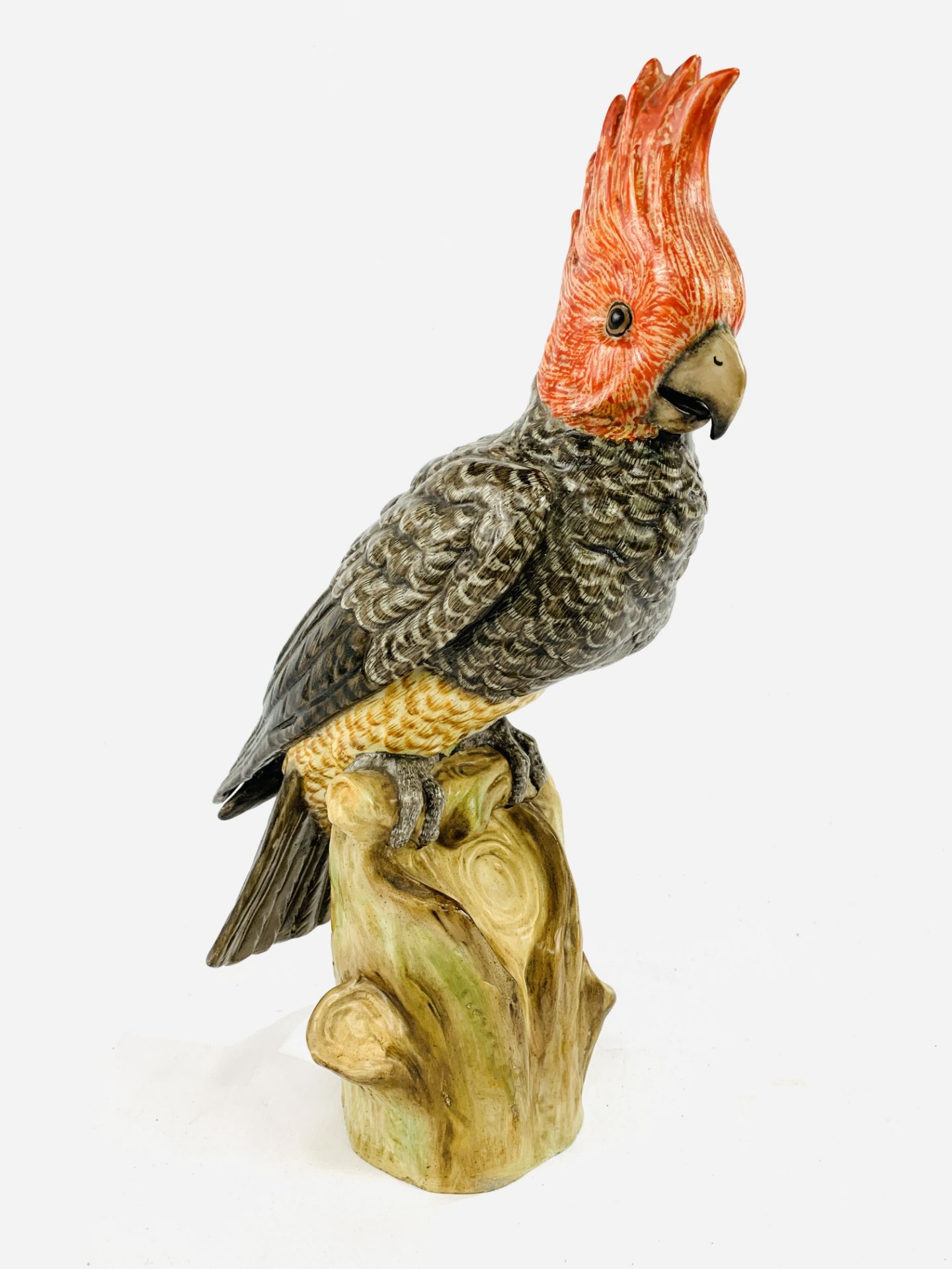 Ernst Bohne, Rudolstadt Thuringia / Dresden large grey and red cockatoo, circa 1850's. - Image 2 of 3