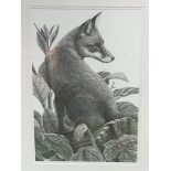 Framed and glazed pencil drawing of a fox, signed Clive Meredith
