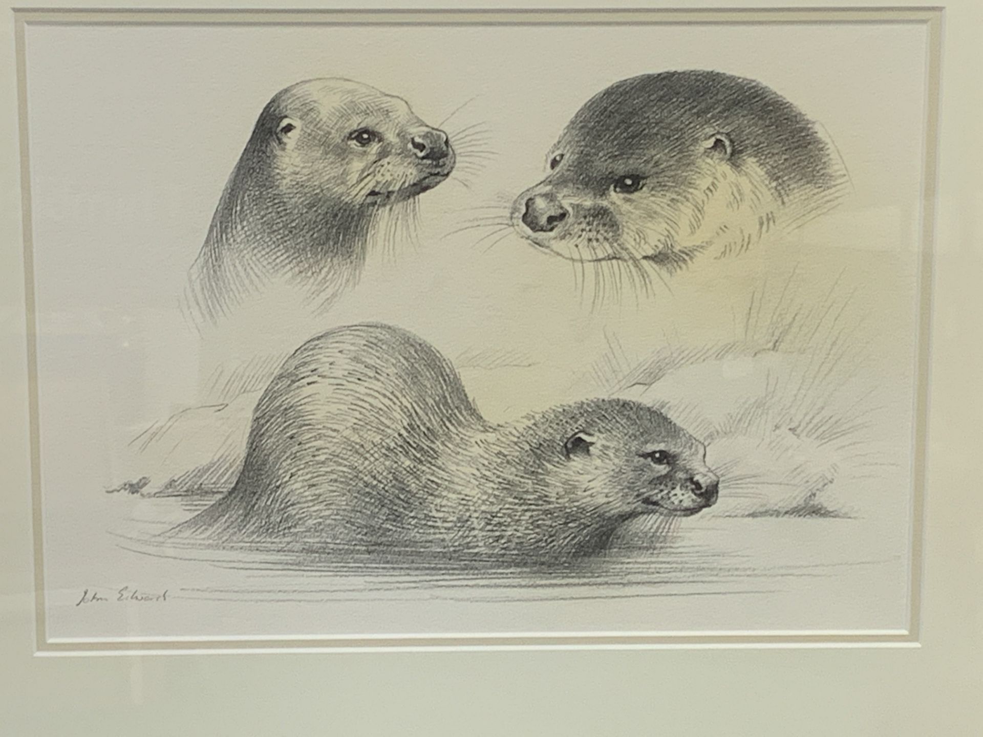 Oil on canvas of an otter and a pencil drawing of an otter, both signed John Edwards - Image 2 of 2