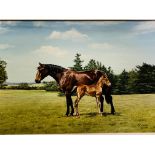 Framed oil on board painting of a mare and foal