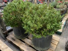 Pair of circular lead effect planters complete with box topiary