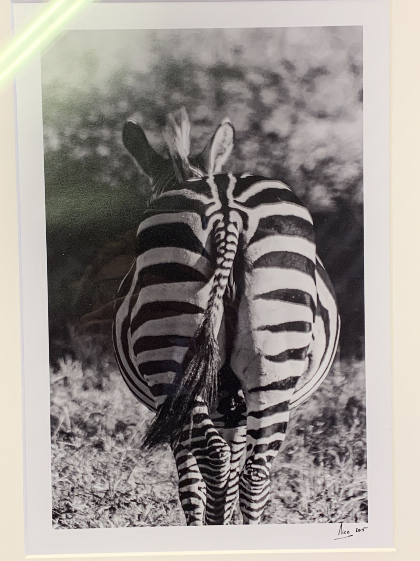 Two framed and glazed black and white photographs of African wild animals - Image 2 of 2