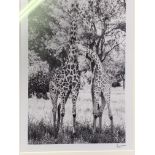 Two framed and glazed black and white photographs of African wild animals