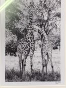 Two framed and glazed black and white photographs of African wild animals