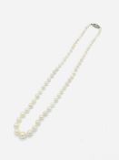 Single row of graduated cultured pearls on a 9ct white gold clasp.