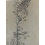 Cornelius Varley FRSA (1781-1873). Framed and glazed pencil and pastel drawing of a tree
