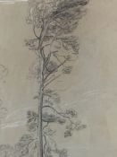 Cornelius Varley FRSA (1781-1873). Framed and glazed pencil and pastel drawing of a tree