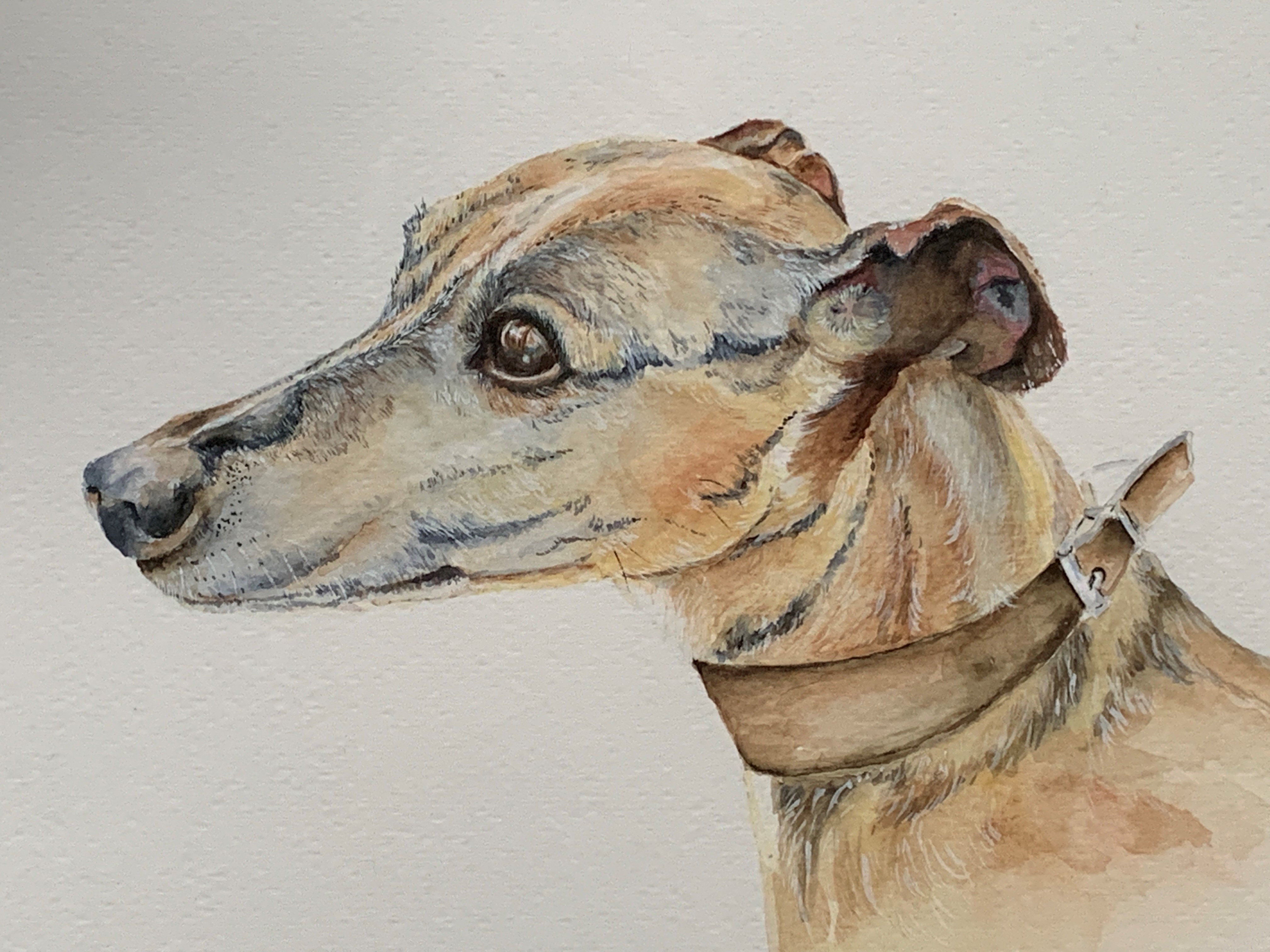 Framed and glazed watercolour "The Lurcher" by Julia Griffiths