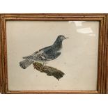 Two small framed and glazed pen and watercolour paintings of birds