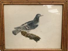 Two small framed and glazed pen and watercolour paintings of birds