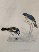 Two framed and glazed prints of birds drawn from nature by E Gould