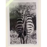 Two framed and glazed black and white photographs of African wild animals