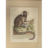 Framed and glazed hand-coloured engraving of a sangvi or striped marmoset