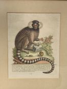 Framed and glazed hand-coloured engraving of a sangvi or striped marmoset