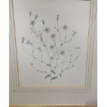 Framed and glazed botanical watercolour signed C.W., 1967