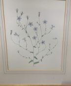 Framed and glazed botanical watercolour signed C.W., 1967