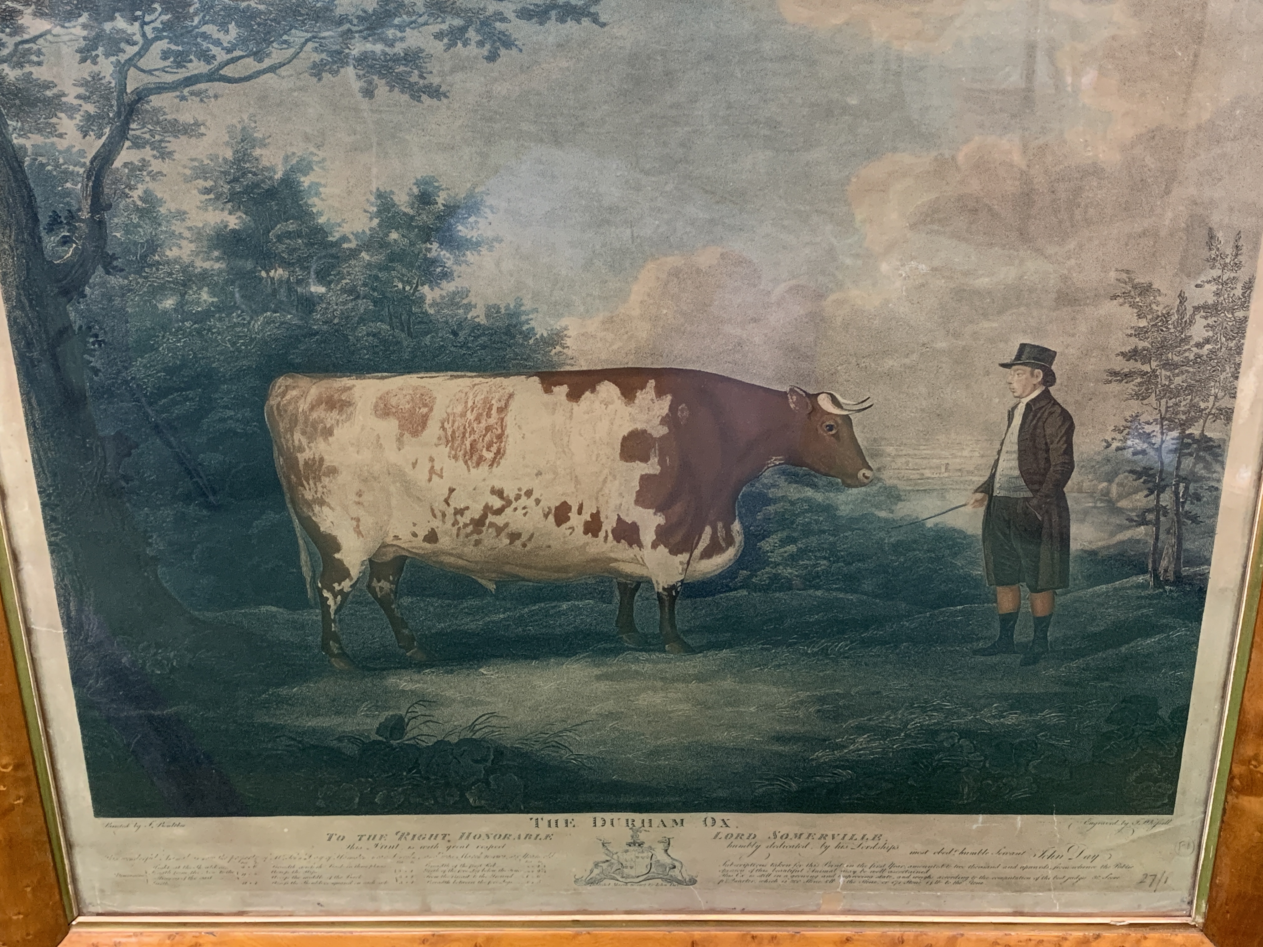 Fruit wood veneer framed and glazed coloured print of the Durham Ox - Image 3 of 3