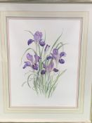 Framed and glazed watercolour of Irises