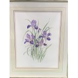 Framed and glazed watercolour of Irises