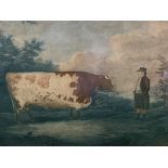 Fruit wood veneer framed and glazed coloured print of the Durham Ox