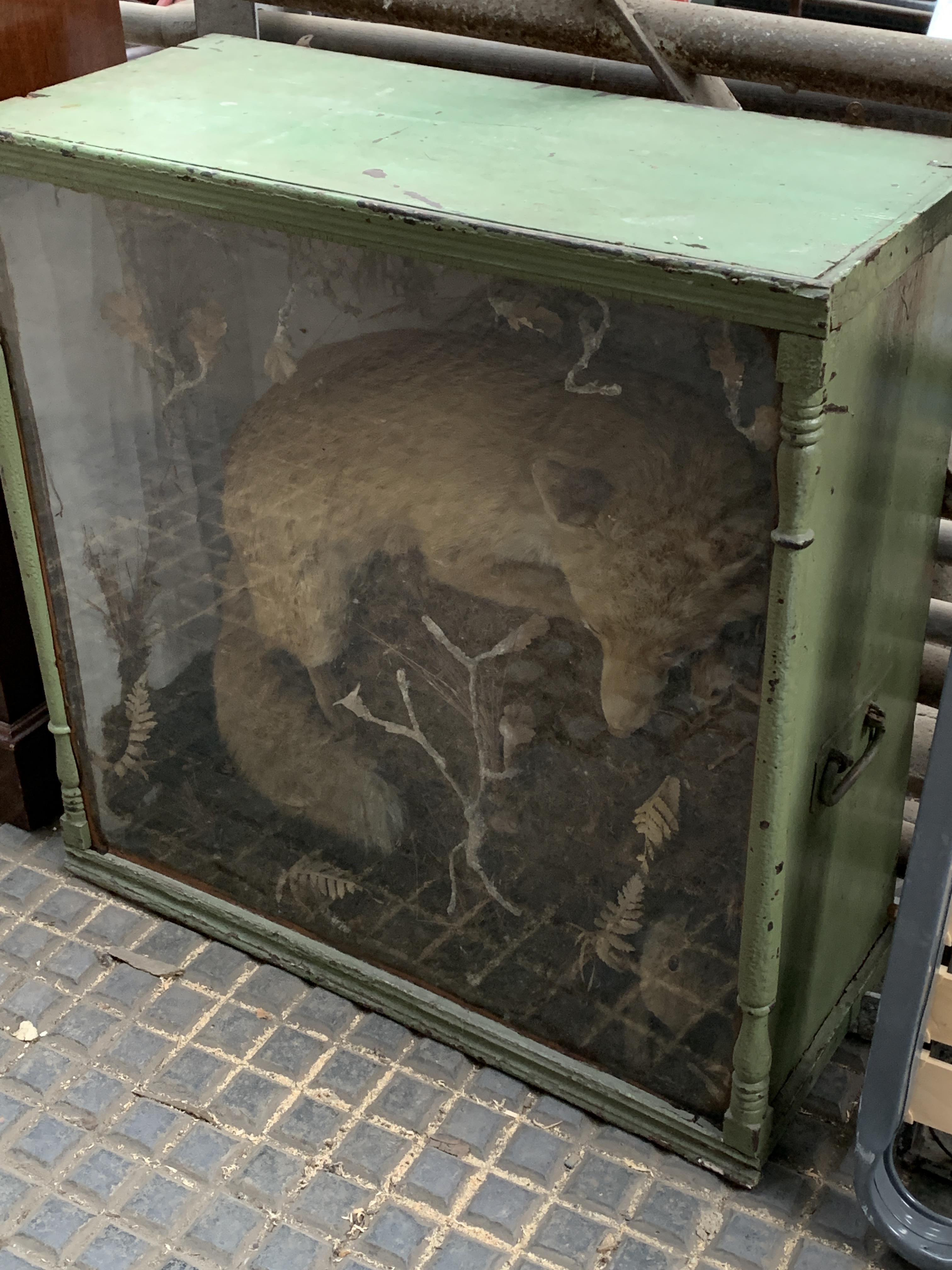 Taxidermy fox and rabbit in wooden glass fronted case - Image 5 of 5