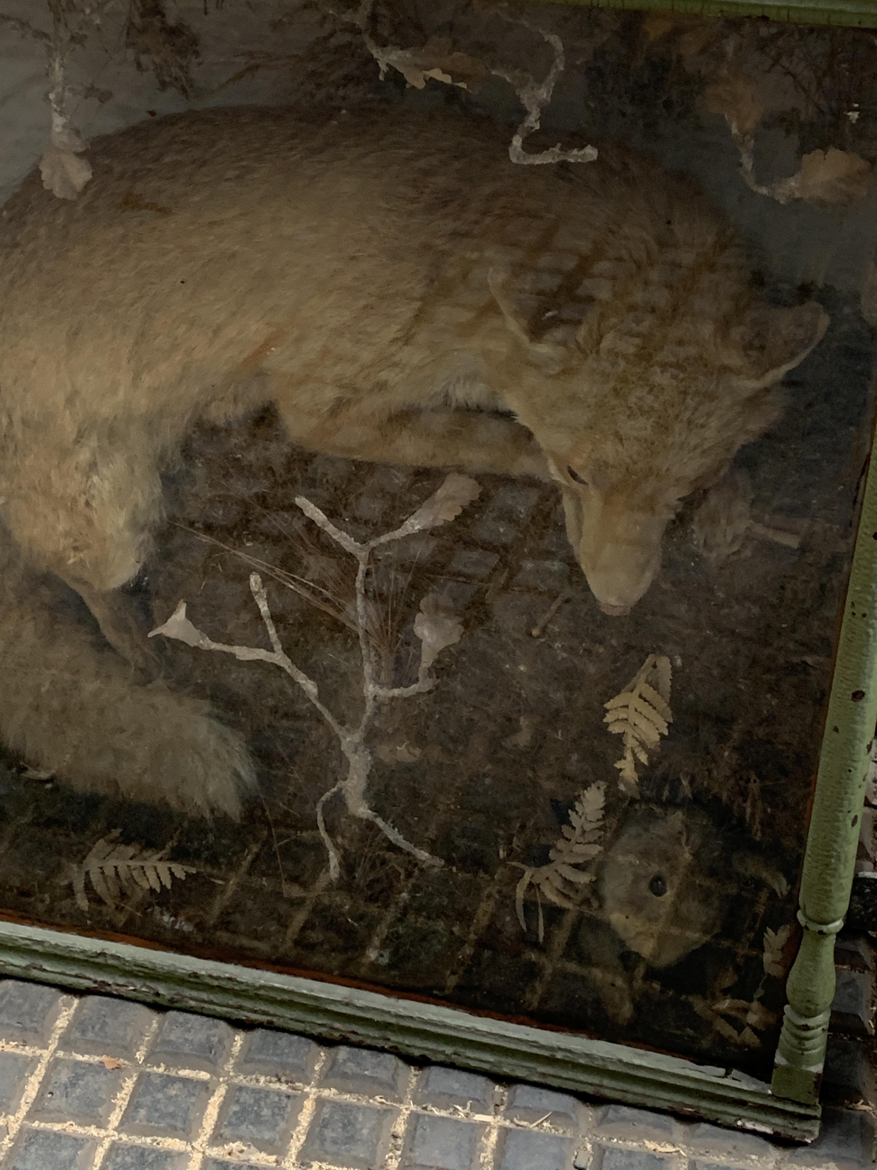 Taxidermy fox and rabbit in wooden glass fronted case - Image 3 of 5