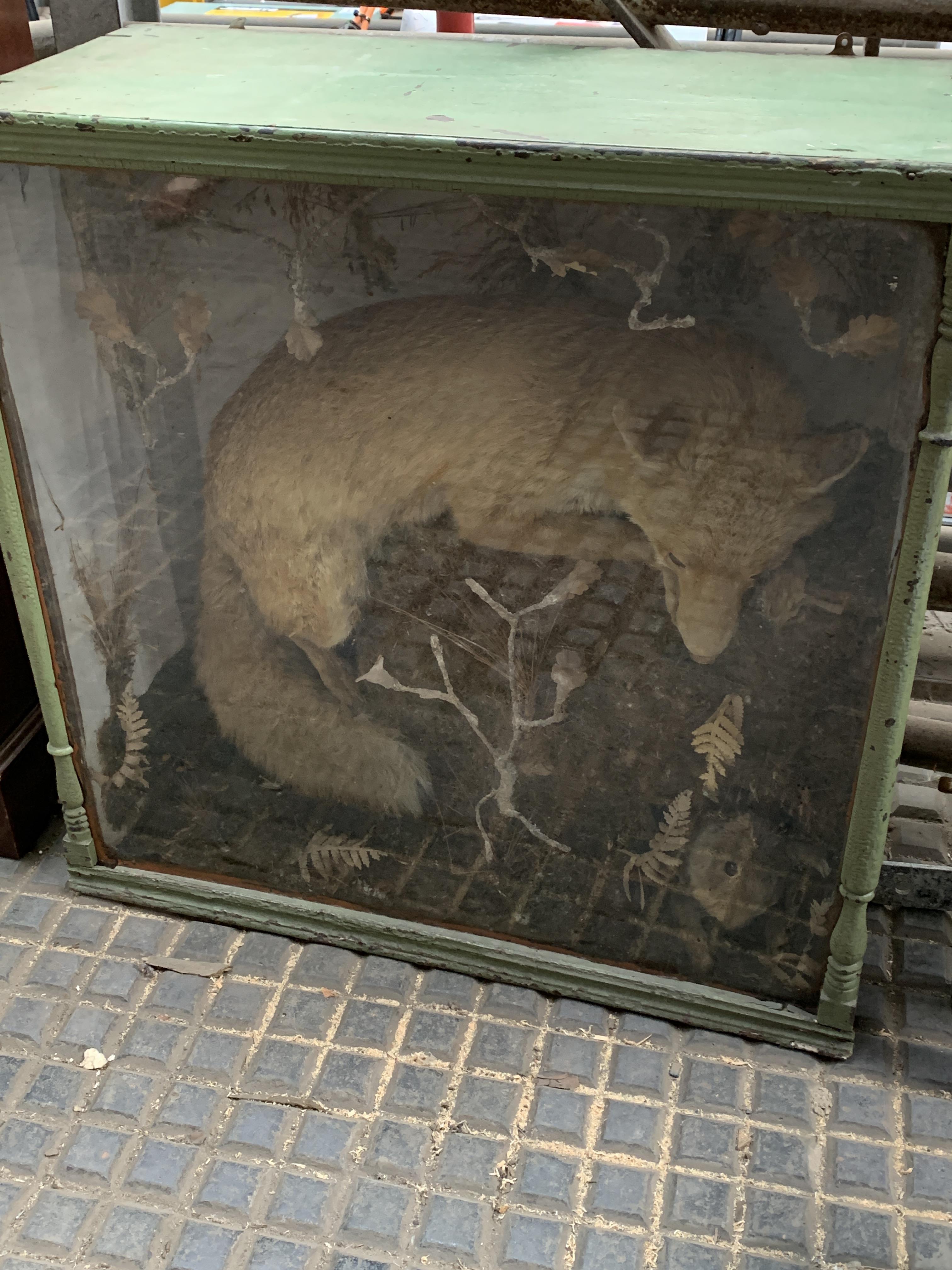 Taxidermy fox and rabbit in wooden glass fronted case - Image 2 of 5