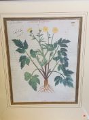 Set of four framed and glazed botanical prints of manuscripts from the Quintessa Art Collection