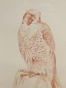 Framed and glazed drawing of a bird of prey signed Beresford Hill and two works by John Edwards