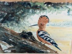 Framed and glazed watercolour of a Hoopoe