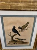 Four framed and glazed hand coloured prints of birds, together with a print by Joseph Farquharson