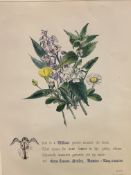 Set of three framed and glazed hand coloured botanical prints